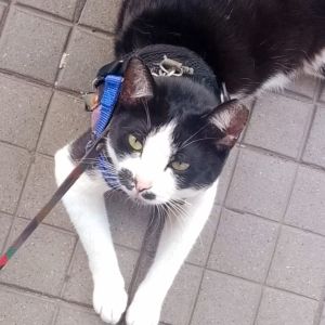 Pets e Vulnerabilidade Social: O Novo Desafio de ONGs em São Paulo