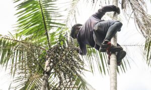 Regularização Fundiária: Amazônia recebe investimento de R$132 milhões