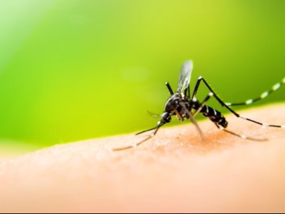 80% da capital paulistana já foi atingida pela epidemia da dengue