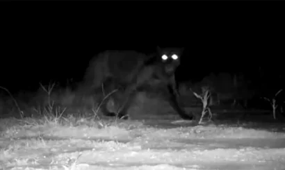 Pantera negra: onça-pintada é flagrada na Bahia