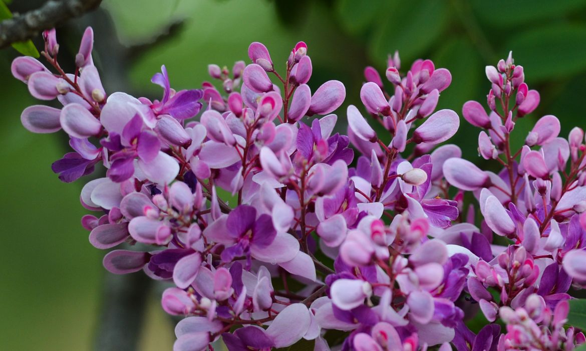 Fotografia com flores roxas em destaque