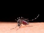 Dengue preocupa metade das cidades brasileiras