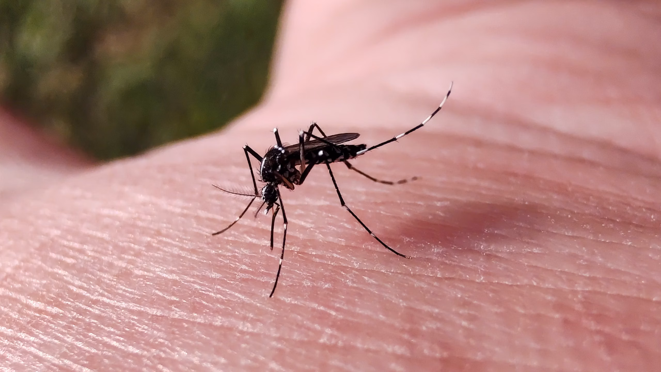 Mosquito preto com listras brancas nas pernas e marcas claras no corpo, pousado sobre a pele humana em uma fotografia macro com fundo desfocado.
